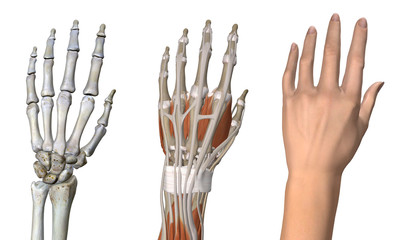 Three Anatomical Dorsal Views of Female Hand - 128789936