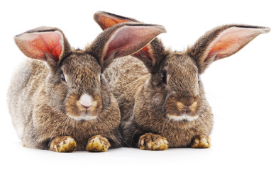 Fototapeta na wymiar Two rabbits.