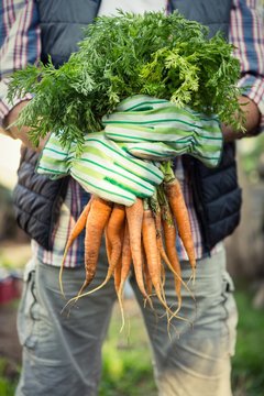 Midsection of worker holding fresh carrots bunch at farm