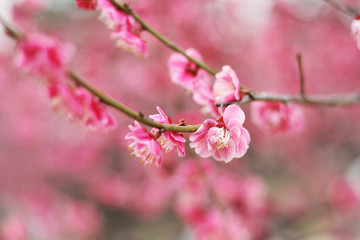Fototapeta na wymiar Pink plum blossom