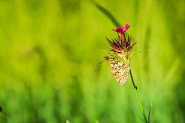 Butterfly 4
