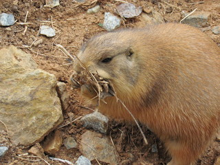 Prairie Dog