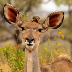 Kudu with oxpecker