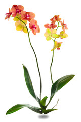 orchid plant family of monocots