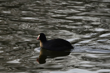 Enten an einem kalten Wintertag auf einem Teich