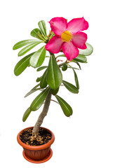 Flower Adenium Obesum. Flower, poisonous. houseplant, Africa - wild.