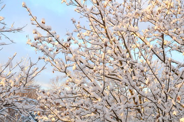 Tree branches with snow in the winter. Fresh snow. Winter landscape