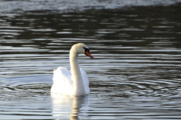 Naklejka premium Schwan an einem kalten Wintertag