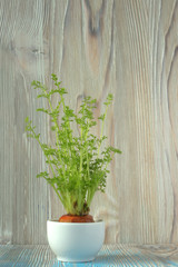 Young plant of carrots, seedling into toy pail pot on wooden background. Soft selective focus, rustic backdrop. Winter carrot planted into the water. Sprouts for vegan, vegetarian salad
