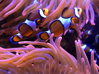 Clown Fish and Anemones