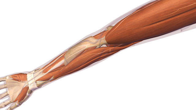 Female Arm and Elbow Muscles