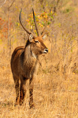 Waterbuck
