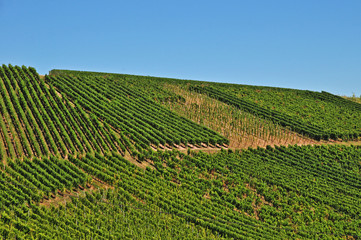Fototapeta na wymiar Vigneti nella valle del Reno a Dambach La Ville, Alsazia - Francia