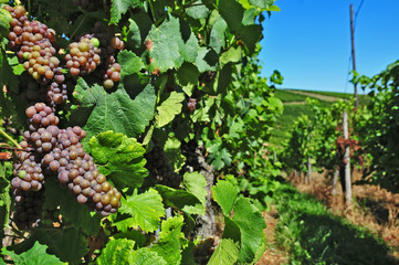 Vigneti nella valle del Reno a Dambach La Ville, Alsazia - Francia