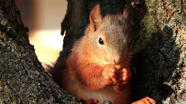 Red Squirrel eating on the tree