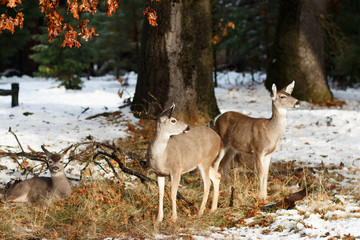 Mule deer does and fawn in the snow