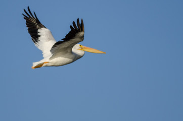 Obraz premium American White Pelican Flying in Blue Sky