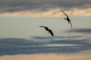 Two Silhouetted Geese Flying in the Beautiful Sunset Sky