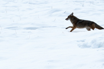 Coyote hunting in the snow