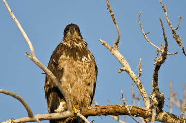 Young Bald Eagle Perched High in a Barren Tree