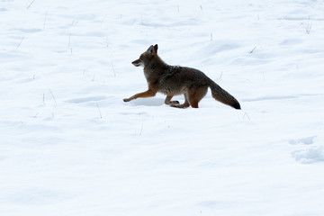 Coyote hunting in the snow