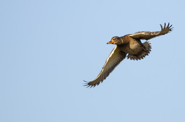 Mallard Duck Flying in a Blue Sky