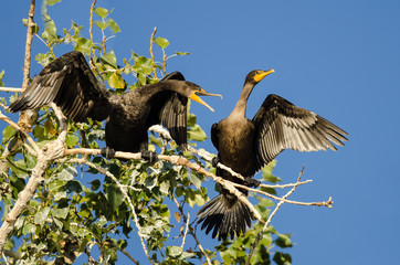 Three Double-Crested Cormorant Perched High in a Tree