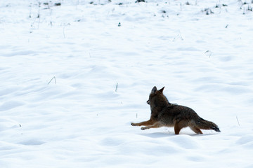 Coyote hunting in the snow