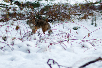 Coyote hunting in the snow