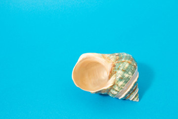 Composition with seashell.