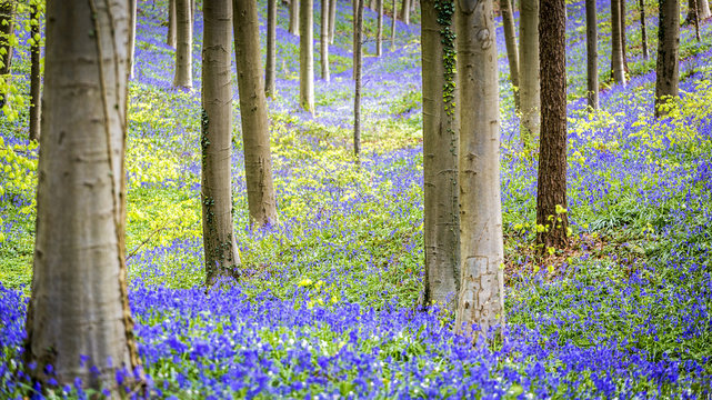Hallerbos, beech forest in Belgium full of blue bells flowers.