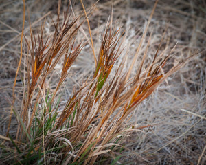 Fototapeta premium Rainbow Grass