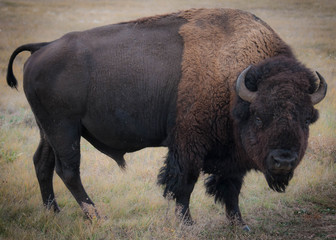 Hello Buffalo © William