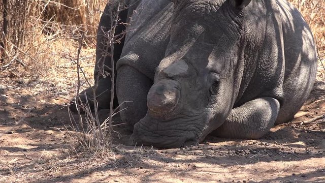 Dehorned white Rhino near Metabos National Park (Zimbabwe) as 4k footage