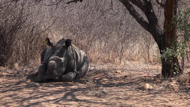 White Rhino (dehorned) sitting under a tree in Metabos National Park, Zimbabwe (4k footage)