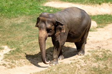 Fototapeta premium Adult asian elephant on a green grass field