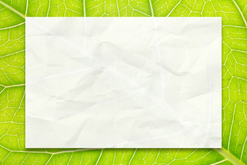 Crumpled white paper with drop shadow on natural green leaf background for design with copy space for text or image.