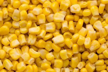 Bulk of yellow corn grains texture.