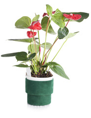 Anthurium in green pot isolated on white background