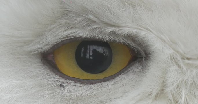 Bird's Yellow Eye Pupil Gets Bigger Smaller White Head of the Polar Owl Wildlife Animals Observation Excursion Biology Zoology Environmental Protection