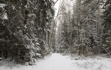 Obraz premium Winter forest