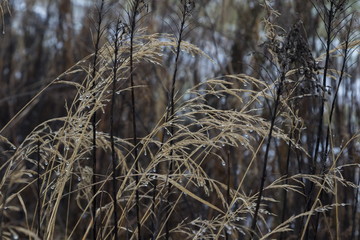 Thawing snow on a dry grass
