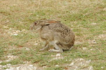Jackrabbit sitting in Texas ranchland
