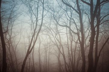 Forest in the mist.