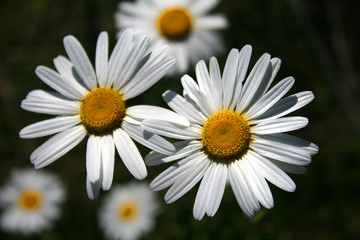 White Daisy