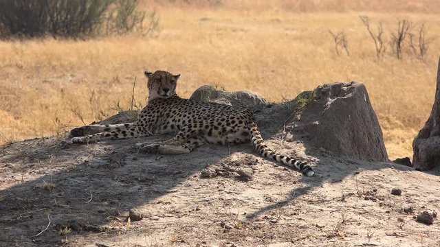 Cheetah sitting unter a tree in the Hwange National Park (Zimbabwe, 4K)
