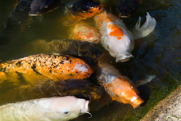 Obraz na płótnie Canvas Koi fish waiting for food in park with dark background