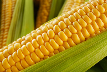 Fresh sweet corn, close up