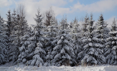 heavy snowfall doesn't protect the fir