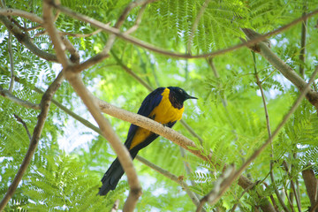 Black and Yellow Bird